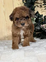Hatti, a female Cocker Spaniel and Poodle - Toy  for sale in Duncan, OK – Photo 6 of 6