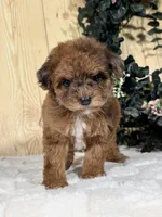 Hatti, a female Cocker Spaniel and Poodle - Toy  for sale in Duncan, OK – Photo 1 of 6