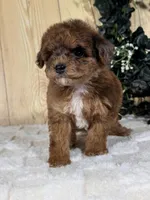 Hatti, a female Cocker Spaniel and Poodle - Toy  for sale in Duncan, OK – Photo 5 of 6