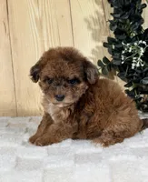 Hatti, a female Cocker Spaniel and Poodle - Toy  for sale in Duncan, OK – Photo 2 of 6