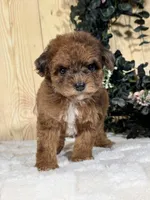 Hatti, a female Cocker Spaniel and Poodle - Toy  for sale in Duncan, OK – Photo 4 of 6