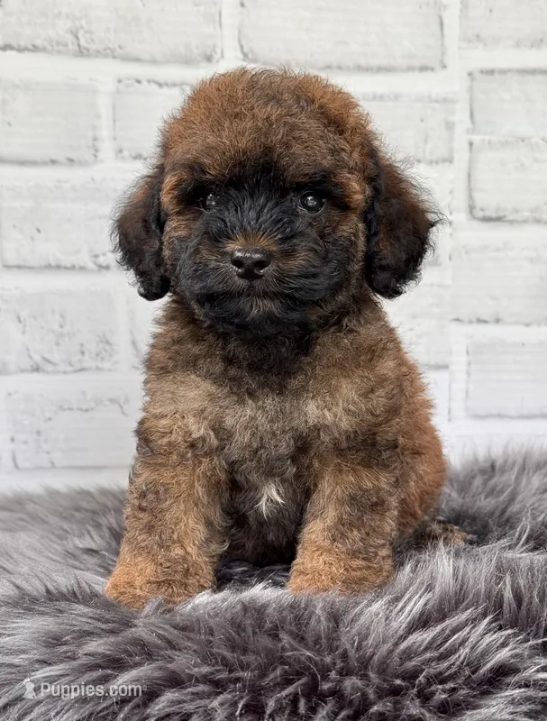 Charlie  – Cocker Spaniel, Poodle - Toy  puppy for sale in Duncan, OK