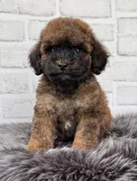 Charlie , a male Cocker Spaniel and Poodle - Toy  for sale in Duncan, OK – 1 of 8