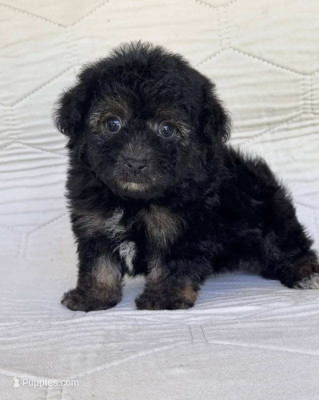 Bear – Yorkshire Terrier, Poodle - Toy  puppy for sale in Duncan, OK