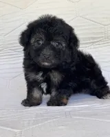 Bear, a male Yorkshire Terrier and Poodle - Toy  for sale in Duncan, OK – 1 of 7
