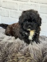 Baxter, a male Shih Tzu and Poodle - Toy  for sale in Duncan, OK – 6 of 7