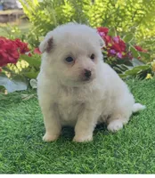 Charlie , a male Yorkshire Terrier and Poodle - Toy  for sale in Duncan, OK – 3 of 6