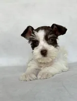 Dexter, a male Miniature Schnauzer for sale in Duncan, OK – 4 of 5