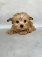 Lucy, a female Maltese and Yorkshire Terrier for sale in Duncan, OK – 4 of 6