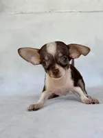 Rosco, a male Chihuahua for sale in Duncan, OK – 4 of 5