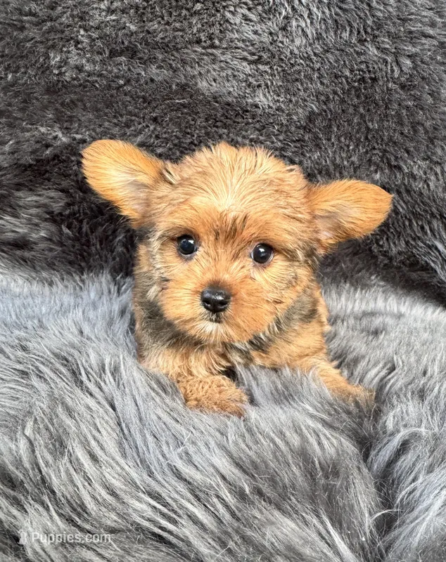 Lily – Yorkshire Terrier puppy for sale in Duncan, OK