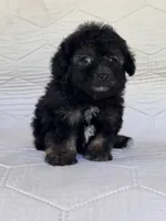 Bear, a male Yorkshire Terrier and Poodle - Toy  for sale in Duncan, OK – 7 of 7