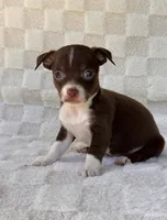Rambo, a male Chihuahua for sale in Duncan, OK – 2 of 7