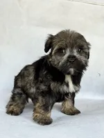Greta, a female Miniature Schnauzer and Yorkshire Terrier for sale in Duncan, OK – 3 of 6