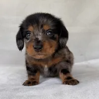 Gretel, a female Miniature Dachshund for sale in Duncan, OK – 6 of 7