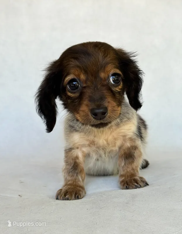 Daisy – Miniature Dachshund puppy for sale in Duncan, OK