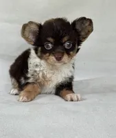 Gadget, a female Chihuahua for sale in Duncan, OK – 2 of 5