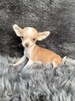 Pip, a male Chihuahua for sale in Duncan, OK – 5 of 6