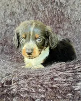 Hansel, a male Miniature Dachshund for sale in Duncan, OK – 2 of 7