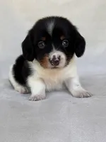 Slinky, a male Miniature Dachshund for sale in Duncan, OK – 4 of 8