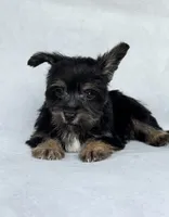 Raven, a male Miniature Schnauzer and Yorkshire Terrier for sale in Duncan, OK – 2 of 6