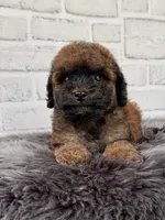 Charlie , a male Cocker Spaniel and Poodle - Toy  for sale in Duncan, OK – 3 of 8