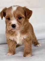 Ginger , a female Yorkipoo for sale in Duncan, OK – Photo 1 of 4