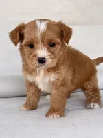 Ginger , a female Yorkipoo for sale in Duncan, OK – Photo 4 of 4