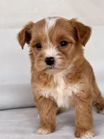 Ginger , a female Yorkipoo for sale in Duncan, OK – Photo 2 of 4