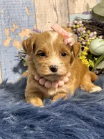 Ginger , a female Yorkipoo for sale in Duncan, OK – Photo 4 of 6