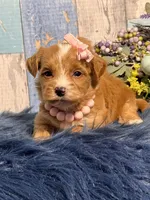 Ginger , a female Yorkipoo for sale in Duncan, OK – Photo 5 of 6