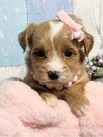 Ginger , a female Yorkipoo for sale in Duncan, OK – Photo 2 of 6