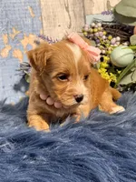 Ginger , a female Yorkipoo for sale in Duncan, OK – Photo 3 of 6