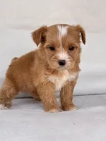 Ginger , a female Yorkipoo for sale in Duncan, OK – Photo 3 of 4