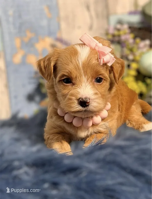 Ginger  – Yorkipoo puppy for sale in Duncan, OK