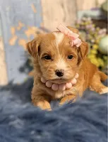 Ginger , a female Yorkipoo for sale in Duncan, OK – Photo 1 of 6