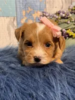Ginger , a female Yorkipoo for sale in Duncan, OK – Photo 6 of 6
