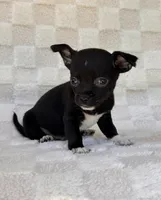 Chico, a male Chihuahua for sale in Duncan, OK – 3 of 8