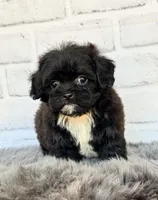 Molly, a female Shih Tzu and Poodle - Toy  for sale in Duncan, OK – 1 of 6