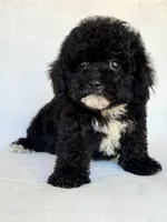 Shadow, a male Poodle - Toy  for sale in Duncan, OK – 3 of 5