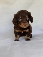 Smokey, a male Miniature Dachshund for sale in Duncan, OK – 7 of 7