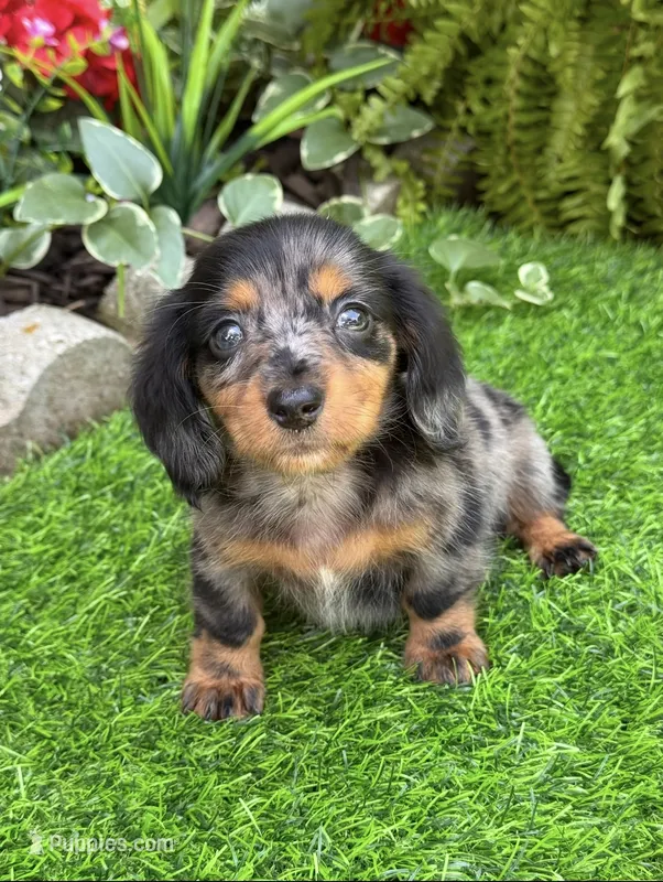 Gretel – Miniature Dachshund puppy for sale in Duncan, OK