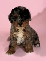 Pebbles, a female Poodle - Toy  for sale in Duncan, OK – Photo 7 of 7