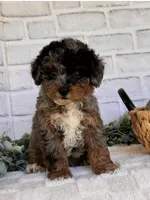 Pebbles, a female Poodle - Toy  for sale in Duncan, OK – Photo 5 of 7