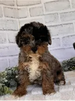 Pebbles, a female Poodle - Toy  for sale in Duncan, OK – Photo 6 of 7