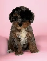 Pebbles, a female Poodle - Toy  for sale in Duncan, OK – Photo 1 of 7