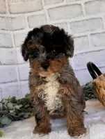Pebbles, a female Poodle - Toy  for sale in Duncan, OK – Photo 2 of 7