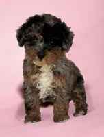 Pebbles, a female Poodle - Toy  for sale in Duncan, OK – Photo 3 of 7