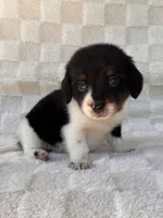 Dash, a male Miniature Dachshund for sale in Duncan, OK – 7 of 7