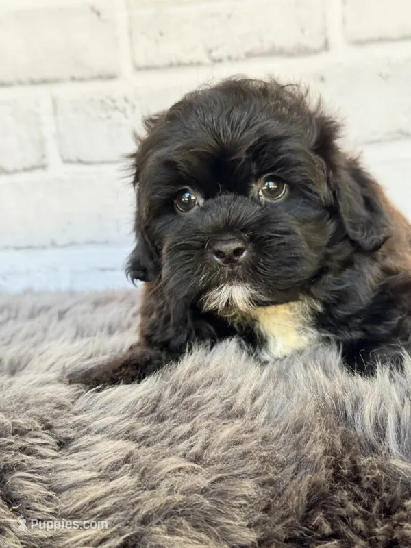 Baxter – Shih Tzu, Poodle - Toy  puppy for sale in Duncan, OK